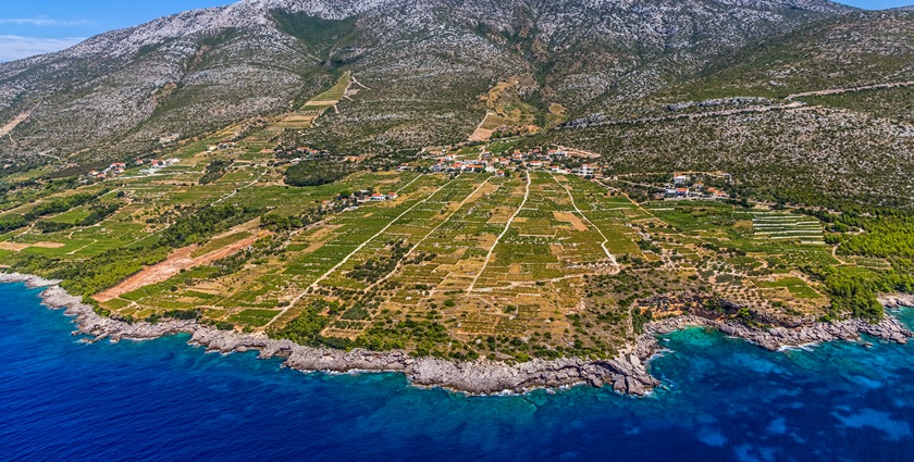 ponudadana, pelješac, žuljana