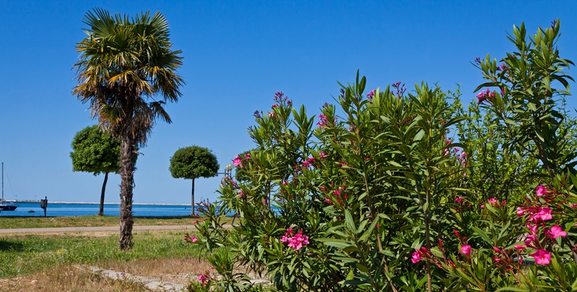 ponuda dana, umag