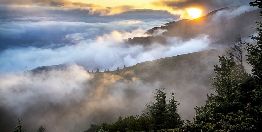 ponudadana, risnjak