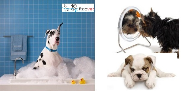 Psi, wellness tretmani – kupanje, šišanje, masaža, balzam za jastučiće, sjaj za dlaku za 165kn!