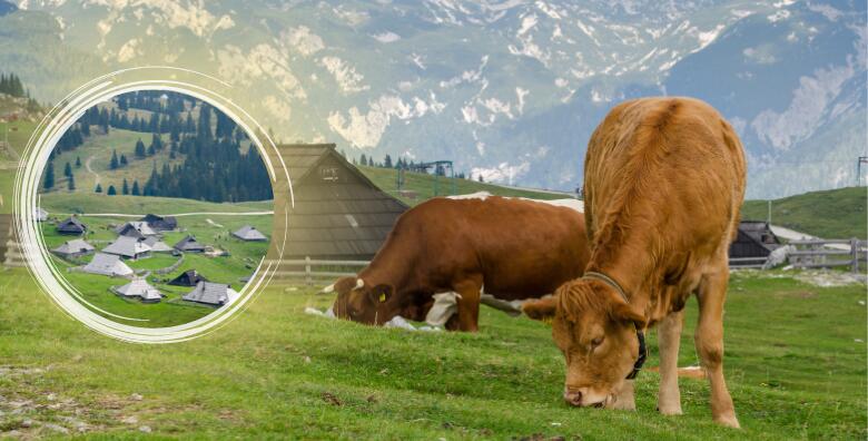 Velika planina i Kamniške Alpe, izlet