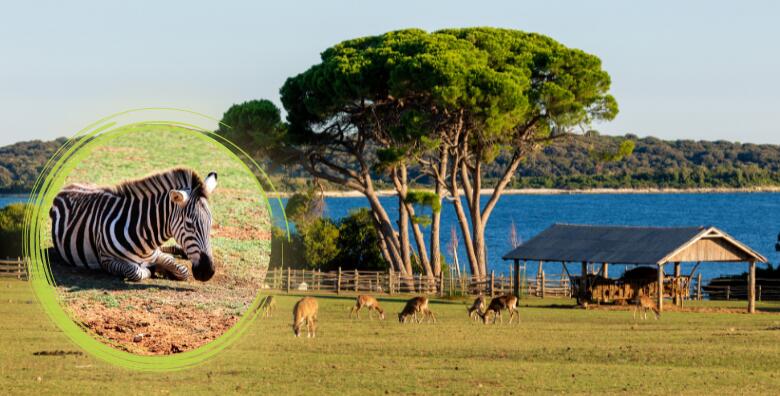 Ponuda dana: NP BRIJUNI I FAŽANA - iskoristite sunčani dan za upoznavanje prirodnih ljepota NP Brijuna i uživanje u safari parku (Putnička agencija Autoturist - Park ID kod: HR-AB-01-080015747)