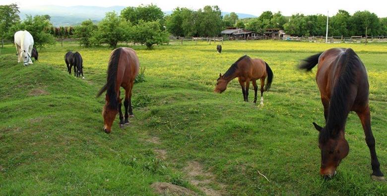 Konjički kamp za djecu i odrasle – 1 ili 2 dana uz jahanje, vožnju kolima, topli obrok, šetnju šumom i razne igre od 199 kn!