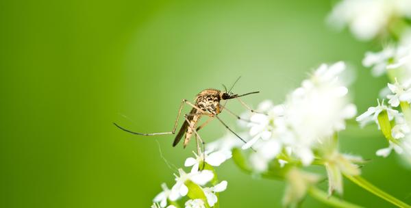 Stop insektima -50% Cijela Hr