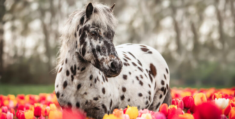 JAHANJE – 2 sata uživancije i druženja s plemenitim konjima uz školu za početnike ili napredne s iskusnim trenerima i uključenom opremom za 125 kn!