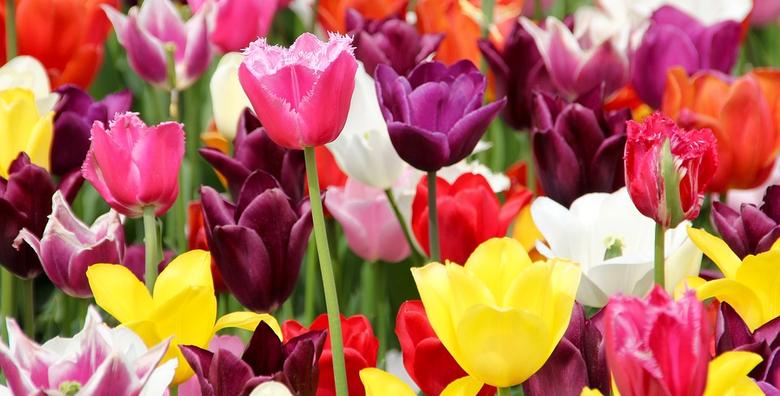 Ponuda dana: PORDENONE - razgledajte talijanski gradić i posjetite najveći sajam cvijeća u Europi te uživajte u njegovim mirisima i bojama za 219 kn! (Putnička agencija Autoturist - Park ID kod: HR-AB-01-080015747)