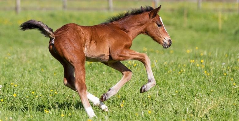 2 sata druženja s konjima u predivnom okruženju rancha Winnetou Barilović za 129 kn!
