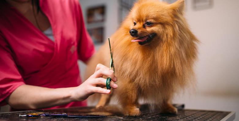 POPUST: 43% - Njega za pse do 15kg - kupanje, šišanje, trimanje, čišćenje ušiju i skraćivanje noktiju za 99 kn! (Salon za pse & mačke No1)
