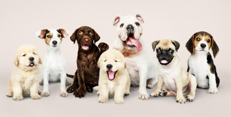 POPUST: 45% - Njega pasa do 7 kg - priuštite svom najdražem ljubimcu šišanje, kupanje, čišćenje ušiju i rezanje noktiju u novootvorenom salonu za njegu pasa Cuba za 99 kn! (Cuba - salon za pse)