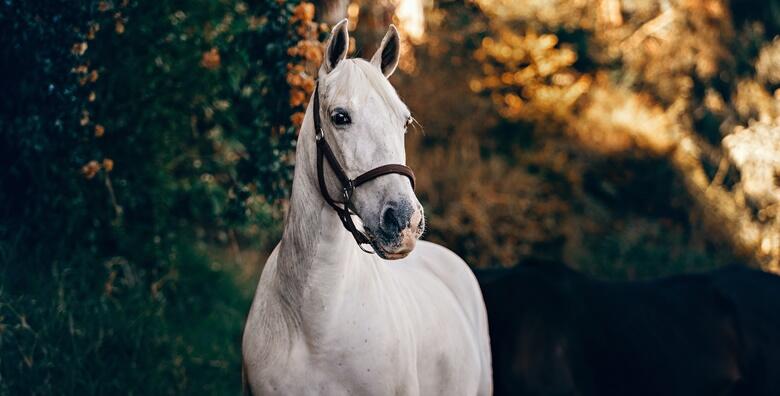 ŠKOLA JAHANJA – ostvarite poseban doživljaj uz plemenite životinje i 3 školska sata teorije i prakse uz opremu u predivnoj idili za 135 kn!