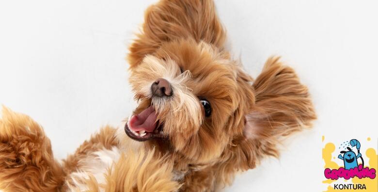 Njega pasa do 8 kg – kompletna njega za vašeg ljubimca uz kupanje, šišanje, čišćenje ušiju i rezanje noktiju u Grooming Kontura salonu za pse za samo 99 kn!