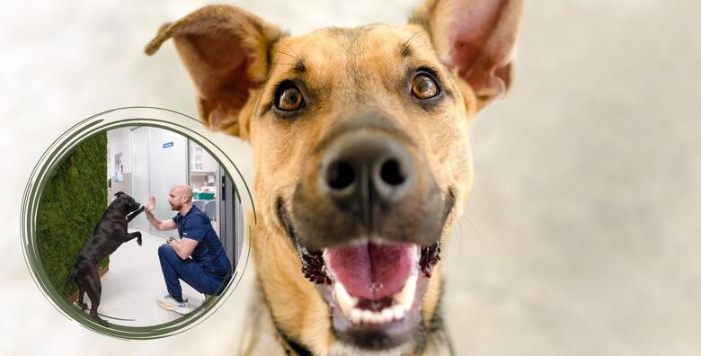 Ponuda dana: STOMATOLOŠKE USLUGE ZA VAŠEG LJUBIMCA - ultrazvučno skidanje zubnog kamenca za psa ili mačku u Specijalističkoj veterinarskoj praksi Veterina Branimir (Veterina Branimir)
