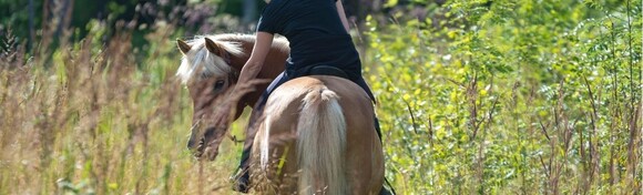 Galop u nepoznato - jahačka avantura kroz prirodu u trajanju 2 sata u organizaciji Udruge Šapat konja